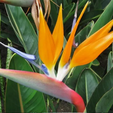 Ventura מלון דירות