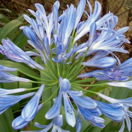 Ventura 3* Канису