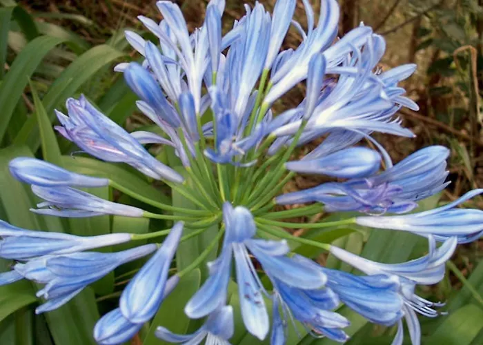 ヴェンチュラ 3* カニコ